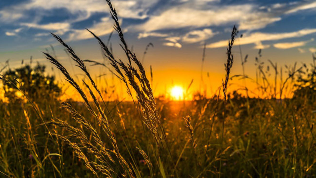 campo-di-grano-1280x720